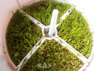 Apple Lemon Wheatgrass Juice recipe