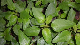 Wild Amaranth with Garlic recipe