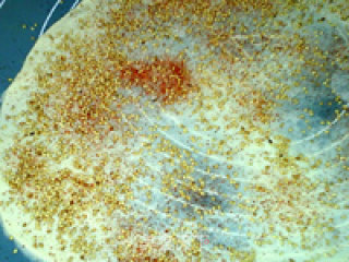 Sesame Chips recipe