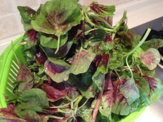 Amaranth Salad recipe