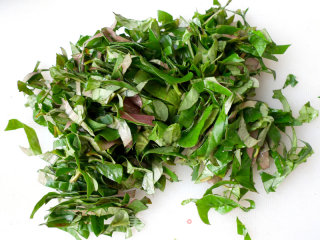 Houttuynia Cordata Leaves recipe