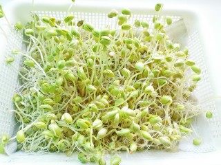 Homemade Soybean Sprouts recipe