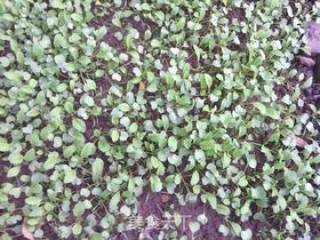 Radish Sprouts Salad recipe