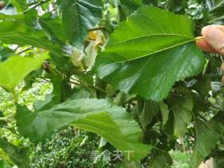 Tofu with Mulberry Leaves recipe