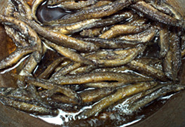 Pan-fried Loach with Toon recipe