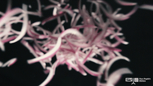 Four-person Cook丨three-wire Popped Beans recipe