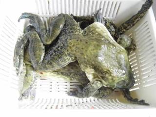 Roasted Bullfrog with Garlic recipe