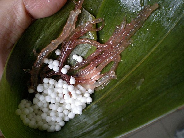 Crystal Wolfberry Rice Dumplings recipe