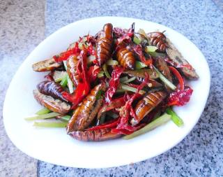 Spicy Fried Silkworm Pupa recipe