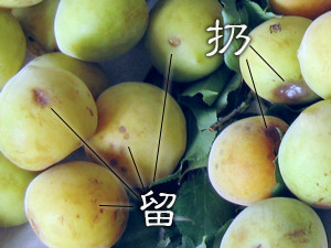 [green Plum Wine] Intoxicating Time of Plums (filled in Pit) recipe