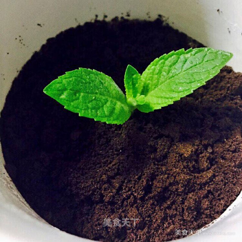 Bonsai Yogurt Oreo Cookies recipe