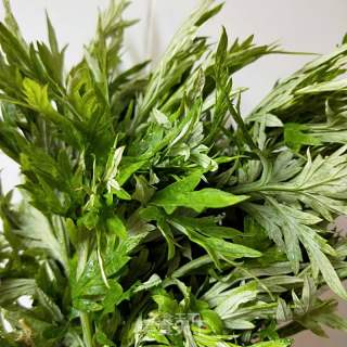 Mugwort recipe