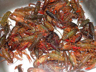 The Season of Fangs and Claws is Crazy-[spicy Crayfish] recipe