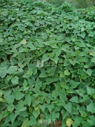 Steamed Sweet Potato Leaves recipe