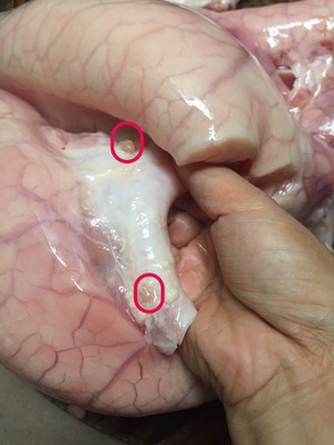 Washing Pig Lungs recipe