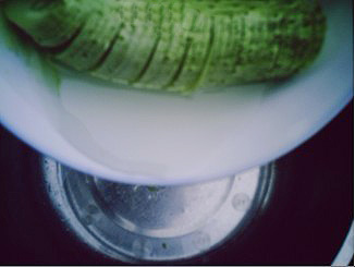 Pickled Cucumber recipe