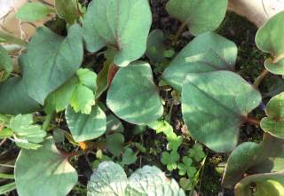 #春野菜# Root and Leaves in Cold Seasoning recipe