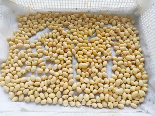 Homemade Soybean Sprouts recipe