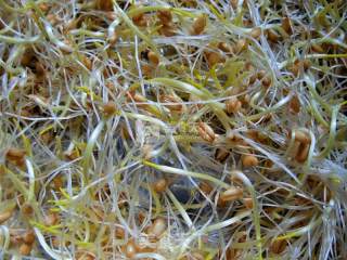 Make Yourself A Pot of Maltose recipe