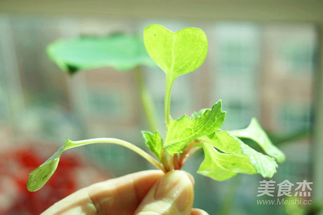 Cleverly Mixed Radish Seedlings recipe