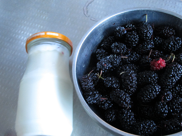 [purple Qi Donglai] Mulberry Milkshake recipe