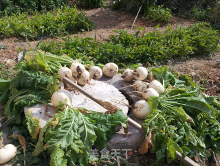 Shredded Radish recipe