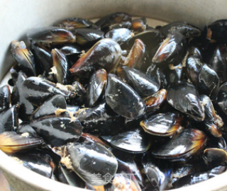 The Fattest Season of Haihong in Early Spring --- Mussels with Dipping Sauce recipe