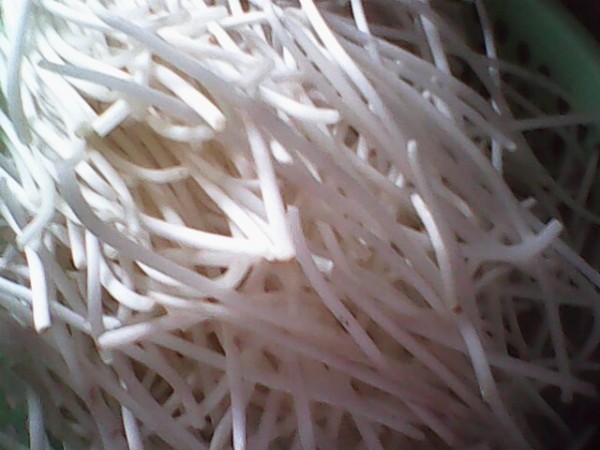 Carrots Mixed with Bean Sprouts recipe