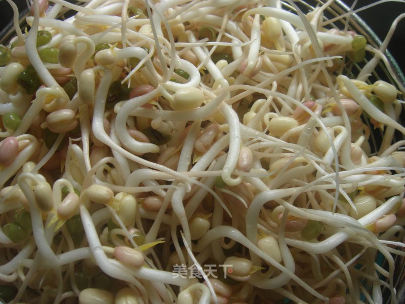 Spontaneous Healthy and Nutritious Mung Bean Sprouts recipe