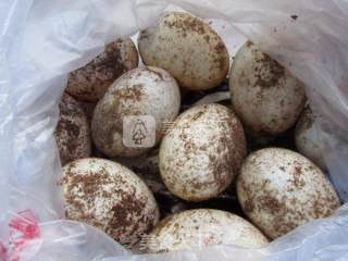 Pickled Silky Duck Eggs recipe