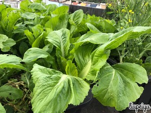 Homemade Sauerkraut, Sauerkraut Prepared in Half A Day (made in The Morning and Eaten in The Afternoon, Healthy and Delicious, Very Simple) recipe