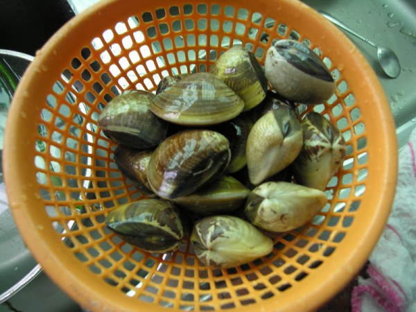 Boiled Clams in Brine with Basil recipe