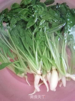 Spicy Radish Seedlings recipe