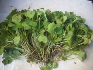 Radish Sprouts Salad recipe