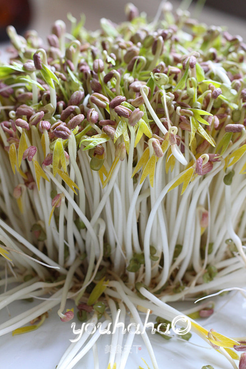 Homemade Mung Bean Sprouts recipe
