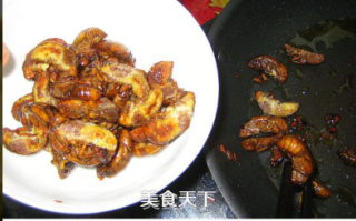 Cumin Cicada recipe