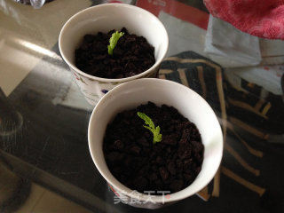 【milk Steamed Egg Small Potted Plant】----eatable Small Potted Plant recipe