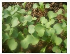 Radish Seedlings in Olive Oil recipe