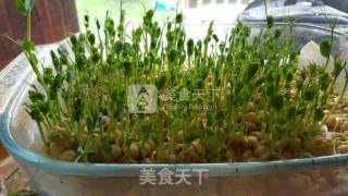 Hydroponic Pea Sprouts recipe