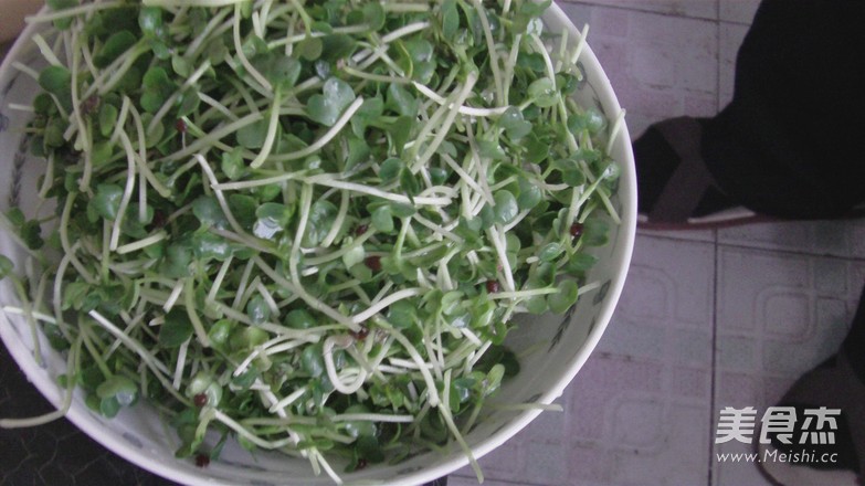 Sweet and Sour Radish Sprouts recipe